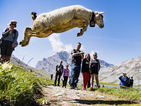 La Gemmi a accueilli dimanche la 61e fête des moutons