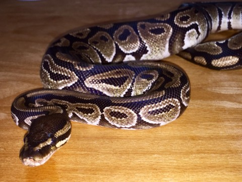Python royal trouvé dans une rue de Zurich