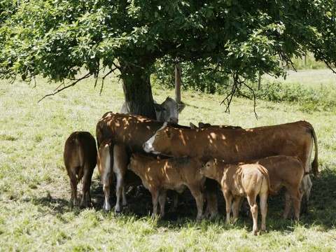 Les vaches d'alpage se font servir à boire par hélicoptère