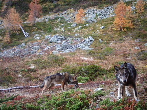 UNIL: deux siècles de persécution du loup reconstitués par l'ADN
