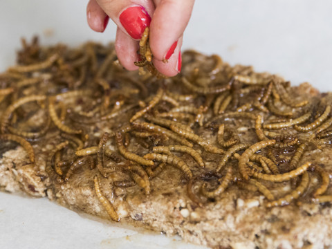 Comment convaincre le public des vertus de la cuisine aux insectes