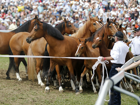 Forte présence fribourgeoise à la fête du cheval à Saignelégier