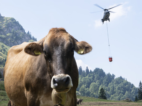 Le ravitaillement des vaches d'alpage par hélicoptère se poursuit