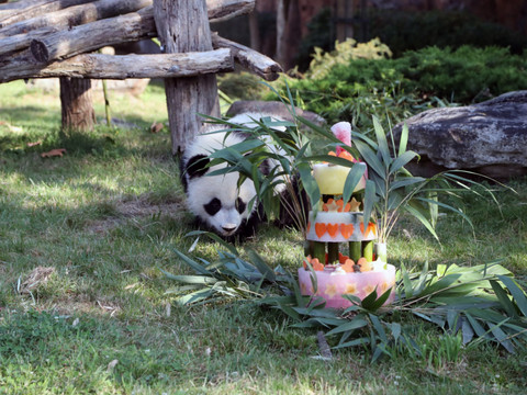Le bébé panda Yuan Meng fête son premier anniversaire avec ses fans en France