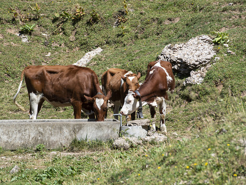 La Confédération abaisse les droits de douane sur le fourrage