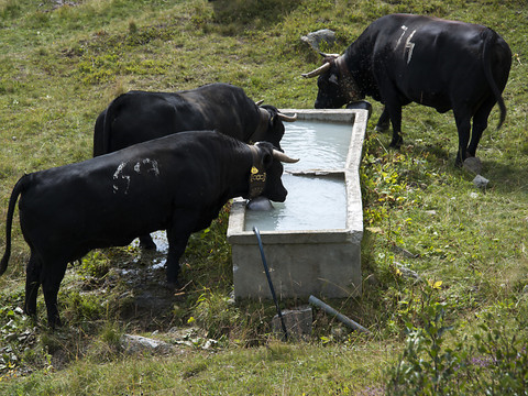 L'Aide Suisse aux Montagnards débloque 500'000 francs pour l'eau