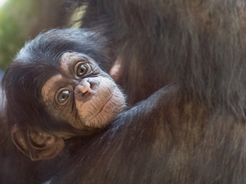 Naissance d'un chimpanzé femelle