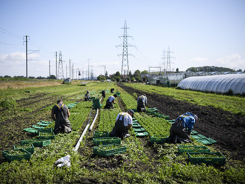 Initiatives agricoles soutenues par une majorité de votants