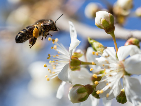 Projet pour favoriser les abeilles plébiscité par les paysans