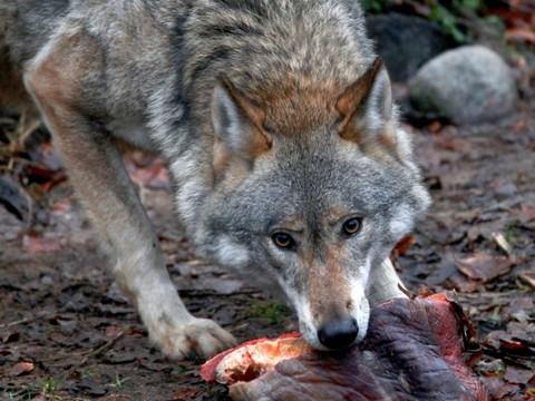 Deux moutons tués par un loup dans le canton d'Uri