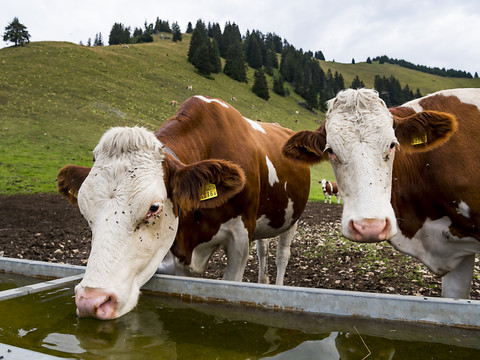 Les vaches suisses deviennent trop lourdes et trop grandes