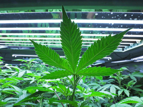 Le propriétaire de Corona mise à fond sur la marijuana