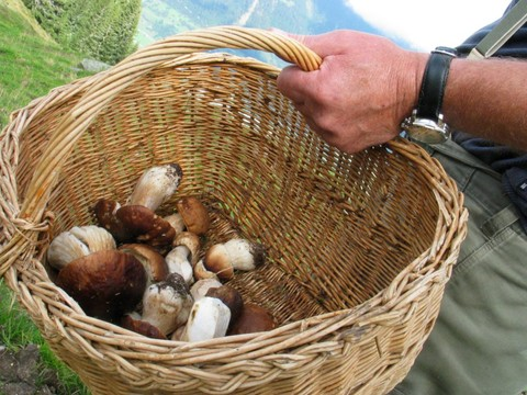 Le manque de pluie empoisonne la vie des champignons - RTN votre