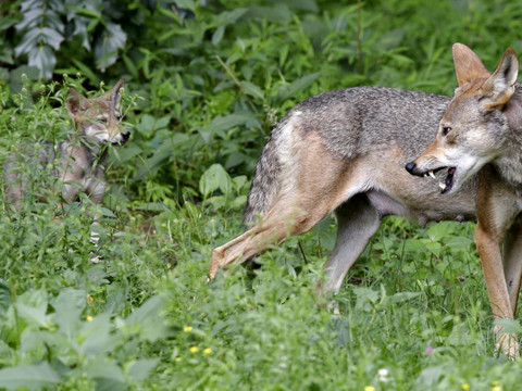 La Suisse demande un allégement de la protection du loup