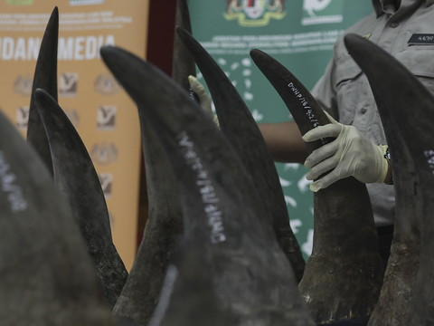 Saisie record de cornes de rhinocéros en Malaisie