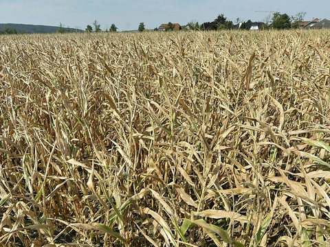 La Confédération réduit les droits de douane sur les fourrages