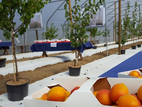 L'Argovie se lance dans la plus grande culture d'abricots sous serre tunnel de Suisse