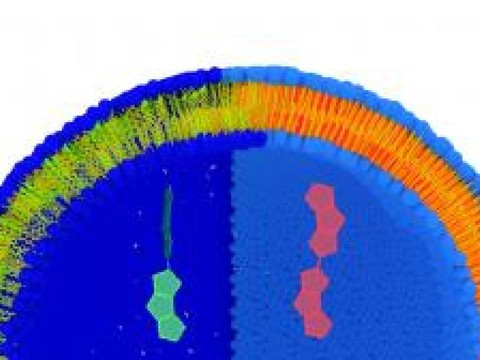 Prendre la tension cellulaire grâce à une molécule fluorescente