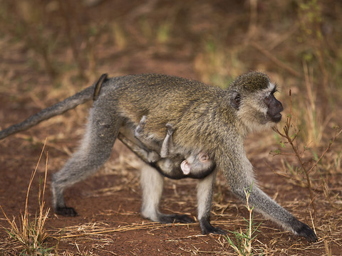 Les singes mâles sont flexibles et les femelles conservatrices