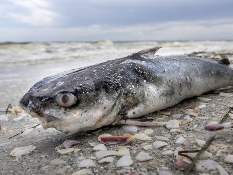 Hécatombe de dauphins et de phoques sur les côtes américaines