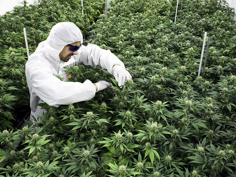 Produire du cannabis légal, le parcours du combattant