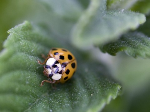 Coccinelle à pois noirs ou rouges: un seul gène en cause