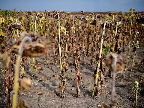 Réchauffement climatique: 700 scientifiques lancent un appel