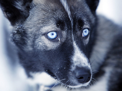 Le husky pourra rester dans l'appartement