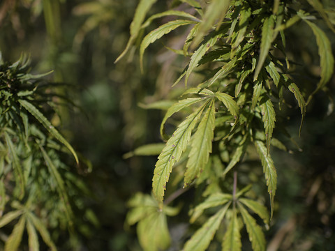 Le National ne veut pas de loi sur le chanvre