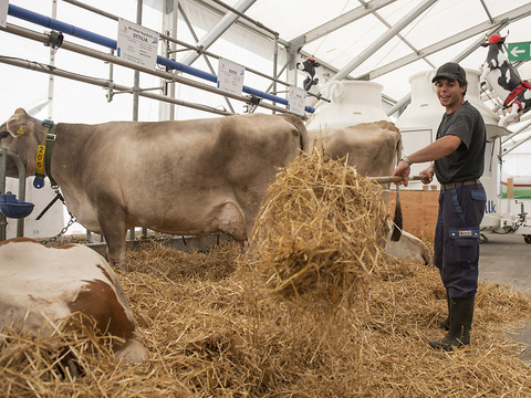 Les championnats suisses des métiers ont débuté à Berne