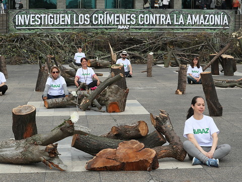 Un cimetière d'arbres en plein Bogota contre la déforestation