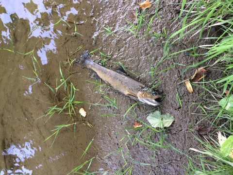 Ruisseau pollué à Lully (FR) causant la mort de poissons