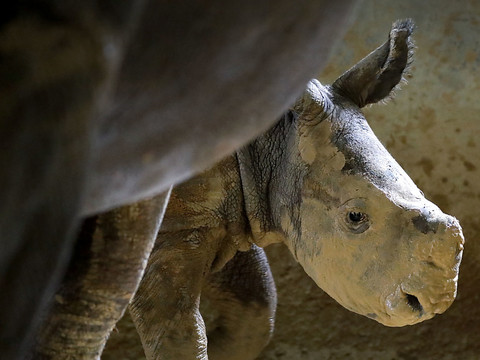 En Afrique du Sud, la guerre totale contre le braconnage