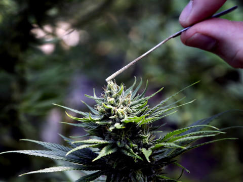 Le National veut autoriser les études scientifiques sur le cannabis