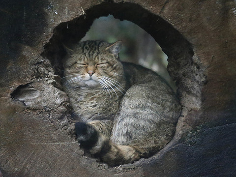 Le chat sauvage de retour dans le canton de Fribourg