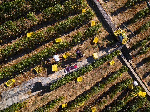 Les vendanges s'annoncent prometteuses en Suisse romande