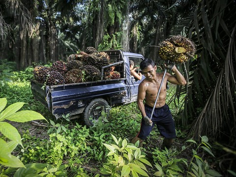 Les importations d'huile de palme ne seront pas restreintes