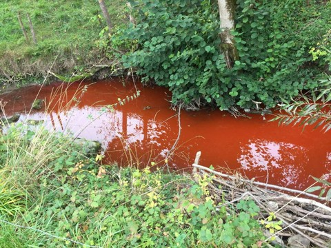 Plus de 300 poissons périssent dans le ruisseau du Gottéron