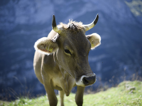Les vaches à cornes doivent pouvoir continuer d'exister