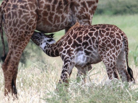 Les motifs du pelage de la girafe influencent la survie des jeunes