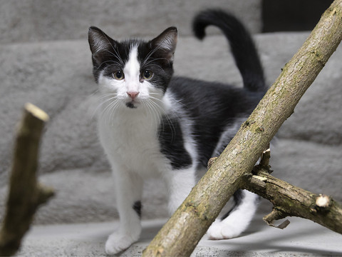 Une campagne pour le bien des chats via la castration et le puçage