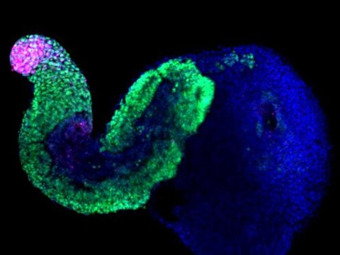 Des cellules-souches s'organisent seules en pseudo-embryons