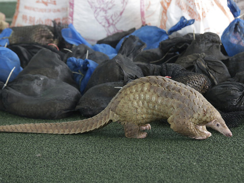 Des tonnes d'ivoire et d'écailles de pangolin saisies au Vietnam