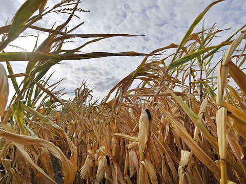 Climat: transformations 