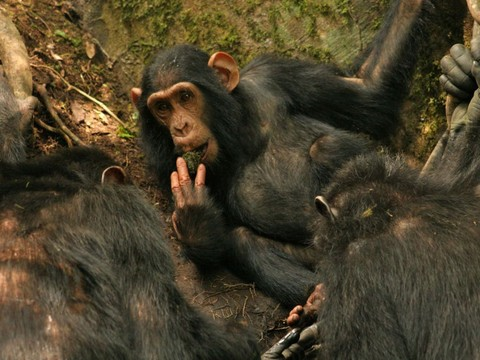 Les chimpanzés sont capables d’améliorer leurs outils
