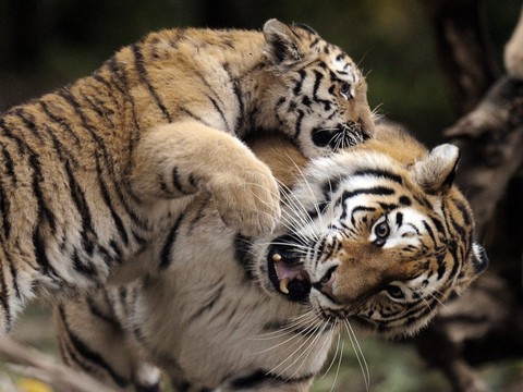 Tigresse tuée par son partenaire au zoo de Zurich
