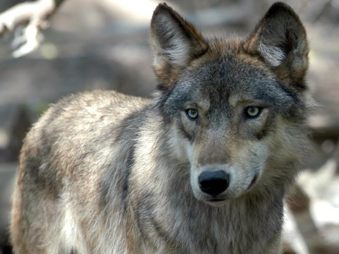 Un jeune loup meurt en tombant d'une falaise près de Trin (GR)
