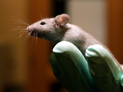 Des souriceaux nés de souris de même sexe