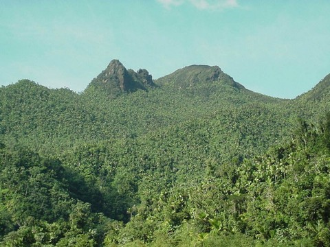 Dans la forêt tropicale, les insectes apparemment décimés
