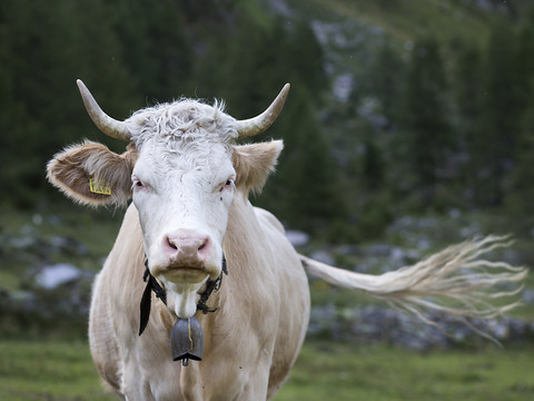 Le Conseil fédéral combat l'initiative pour les vaches à cornes